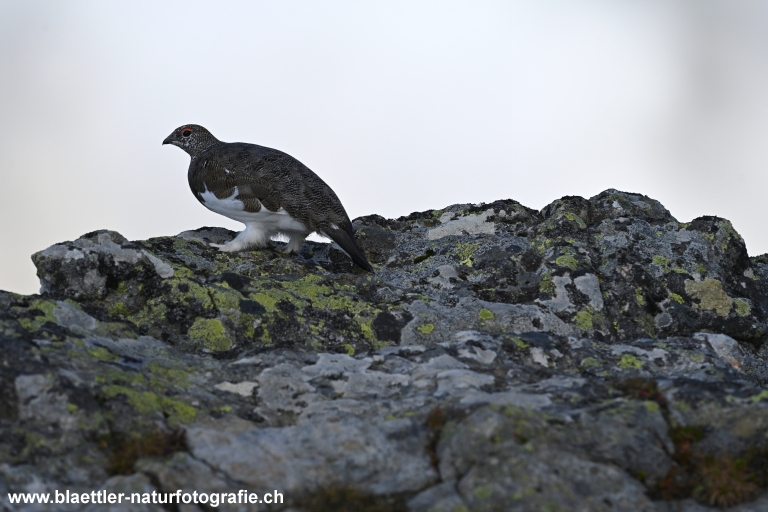 Alpenschneehuhn (Lagopus mutus)